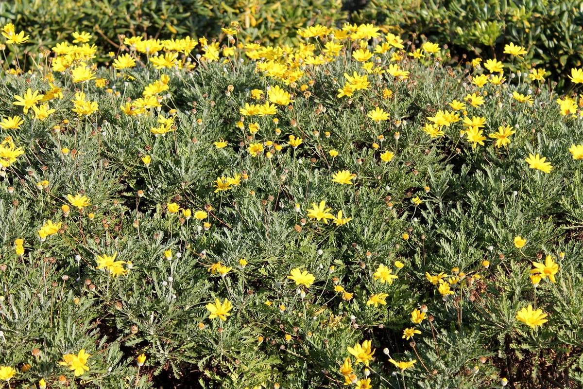 Изображение особи Euryops pectinatus.