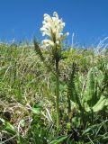 Pedicularis venusta