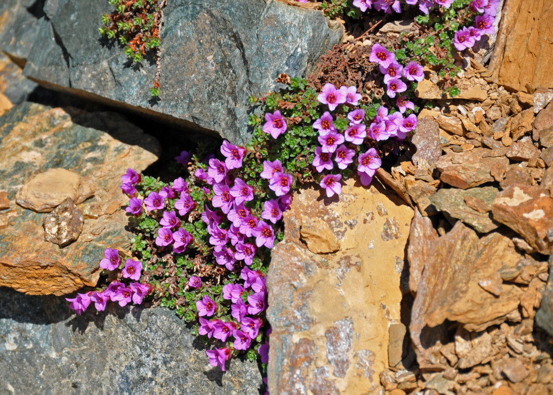 Image of Saxifraga asiatica specimen.