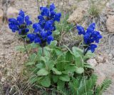 Dracocephalum grandiflorum. Цветущие растения. Алтай, плоскогорье Укок, перевал Теплый ключ, ≈ 2900 м н.у.м. 23.07.2010.