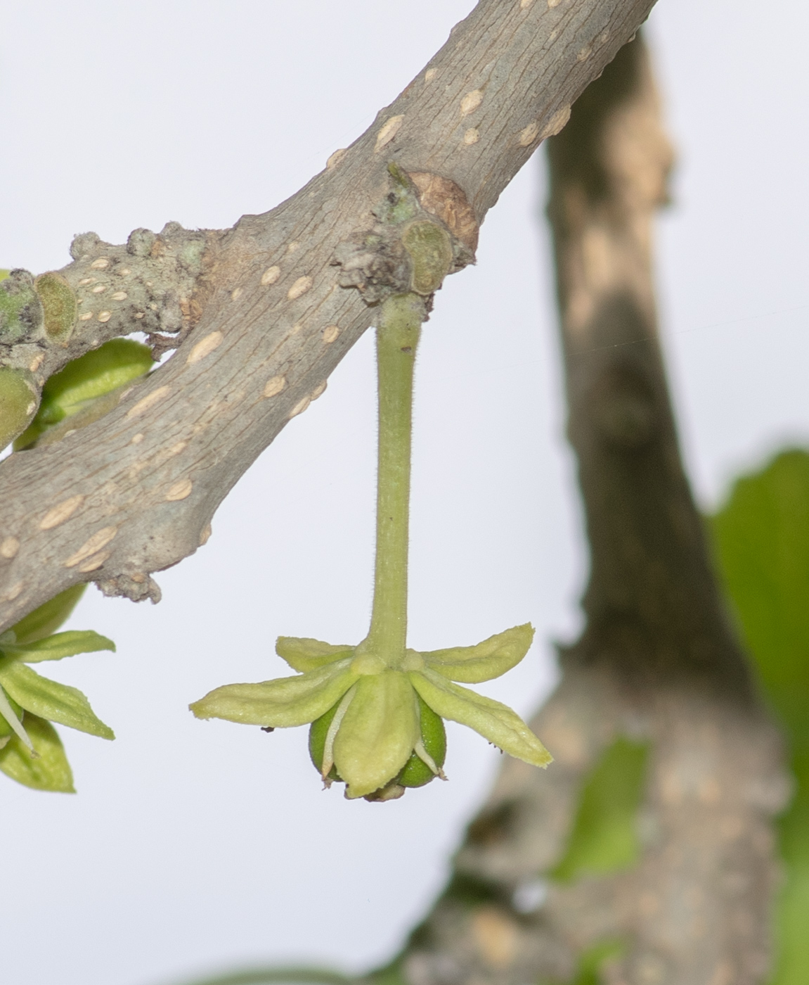 Изображение особи Casimiroa edulis.