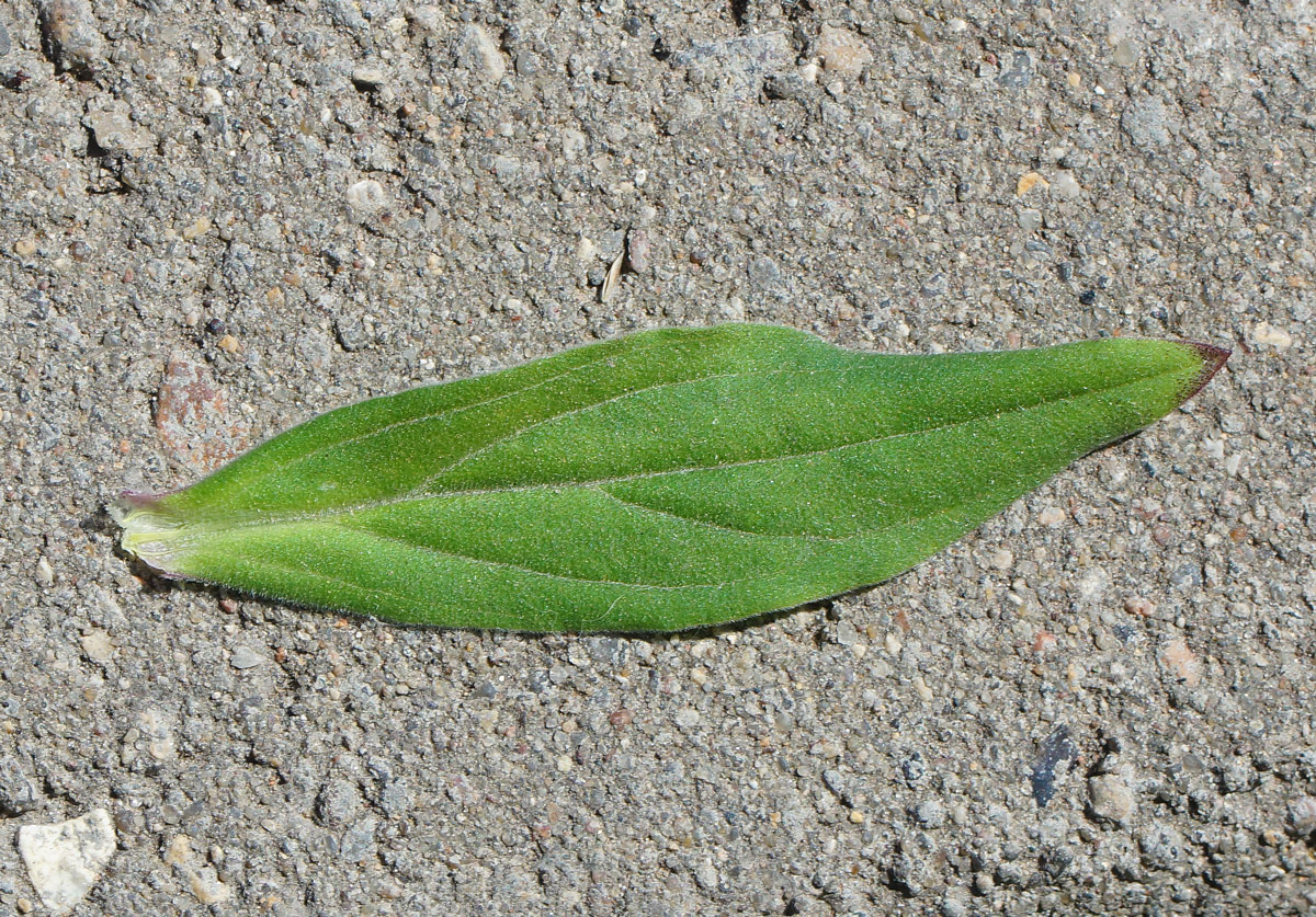 Image of Melandrium album specimen.