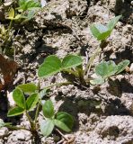 Psoralea подвид pontica