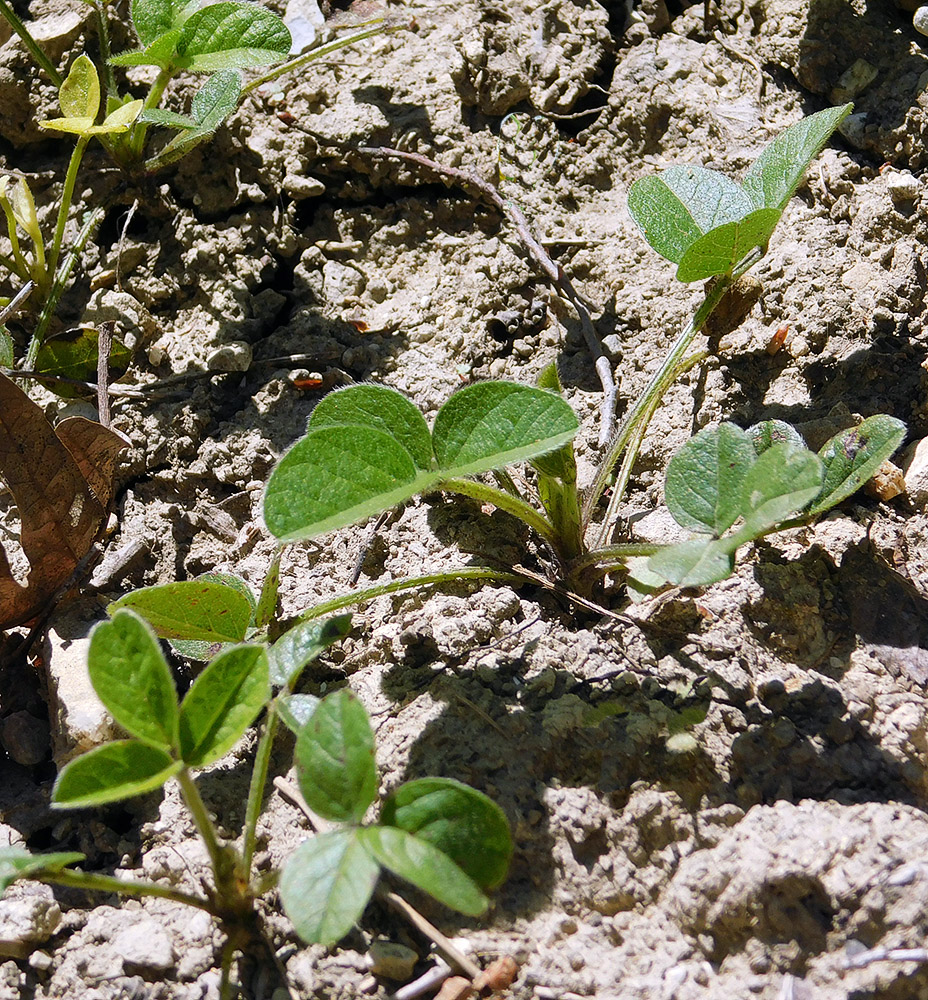 Image of Psoralea bituminosa ssp. pontica specimen.