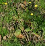 Lapsana communis