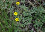 Potentilla argentea. Верхушка побега с соцветием. Воронежская обл., Лискинский р-н, музей-заповедник \"Дивногорье\", разнотравная степь. 01.06.2019.