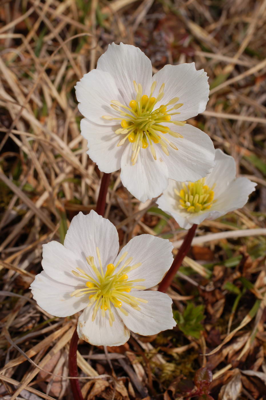 Изображение особи Trollius chartosepalus.