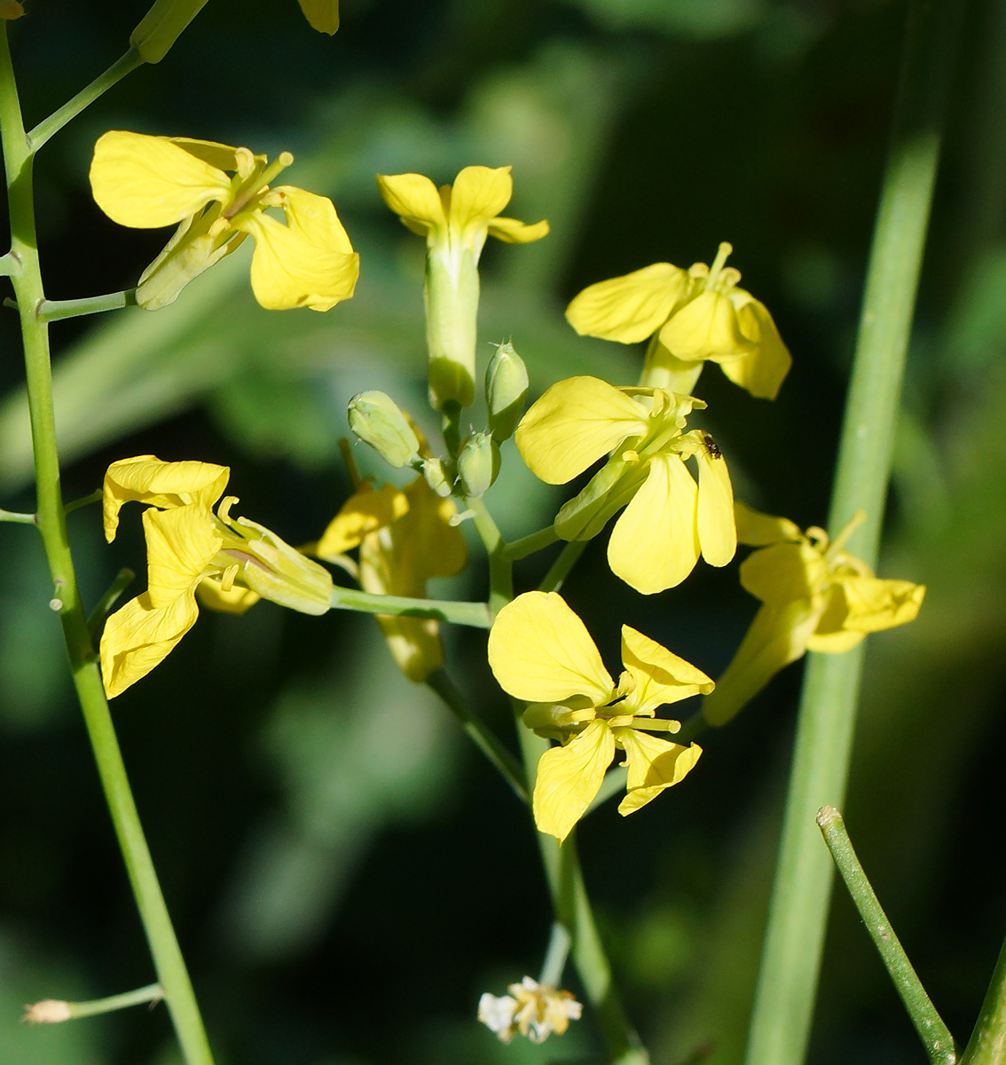 Редька дикая какая группа. Raphanus raphanistrum. Редька Дикая Плантариум. Raphanus raphanistrum стручок. Редька Дикая семена.