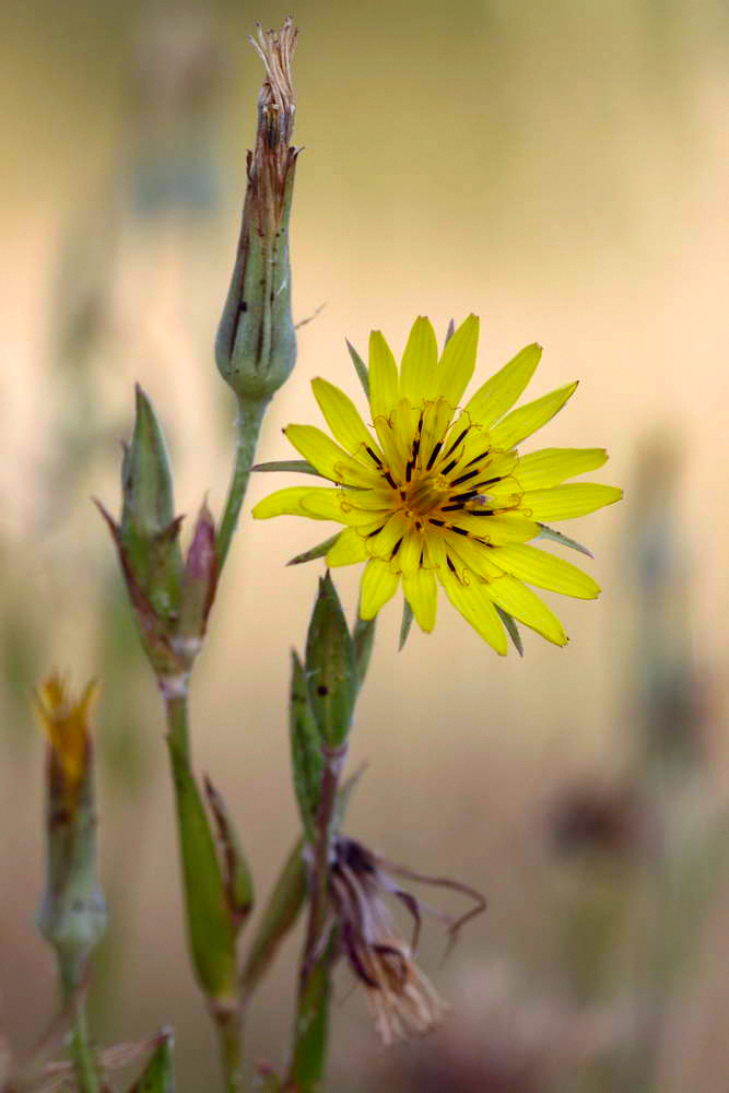 Изображение особи род Tragopogon.