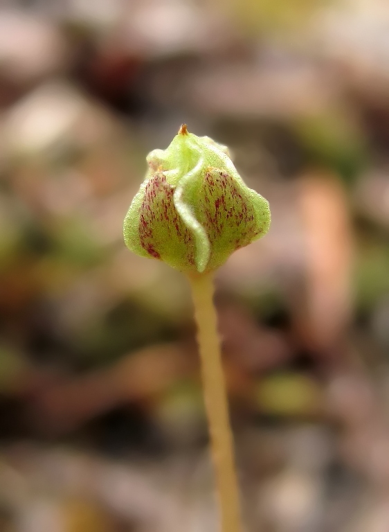 Изображение особи Oxalis acetosella.