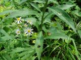Asteraceae