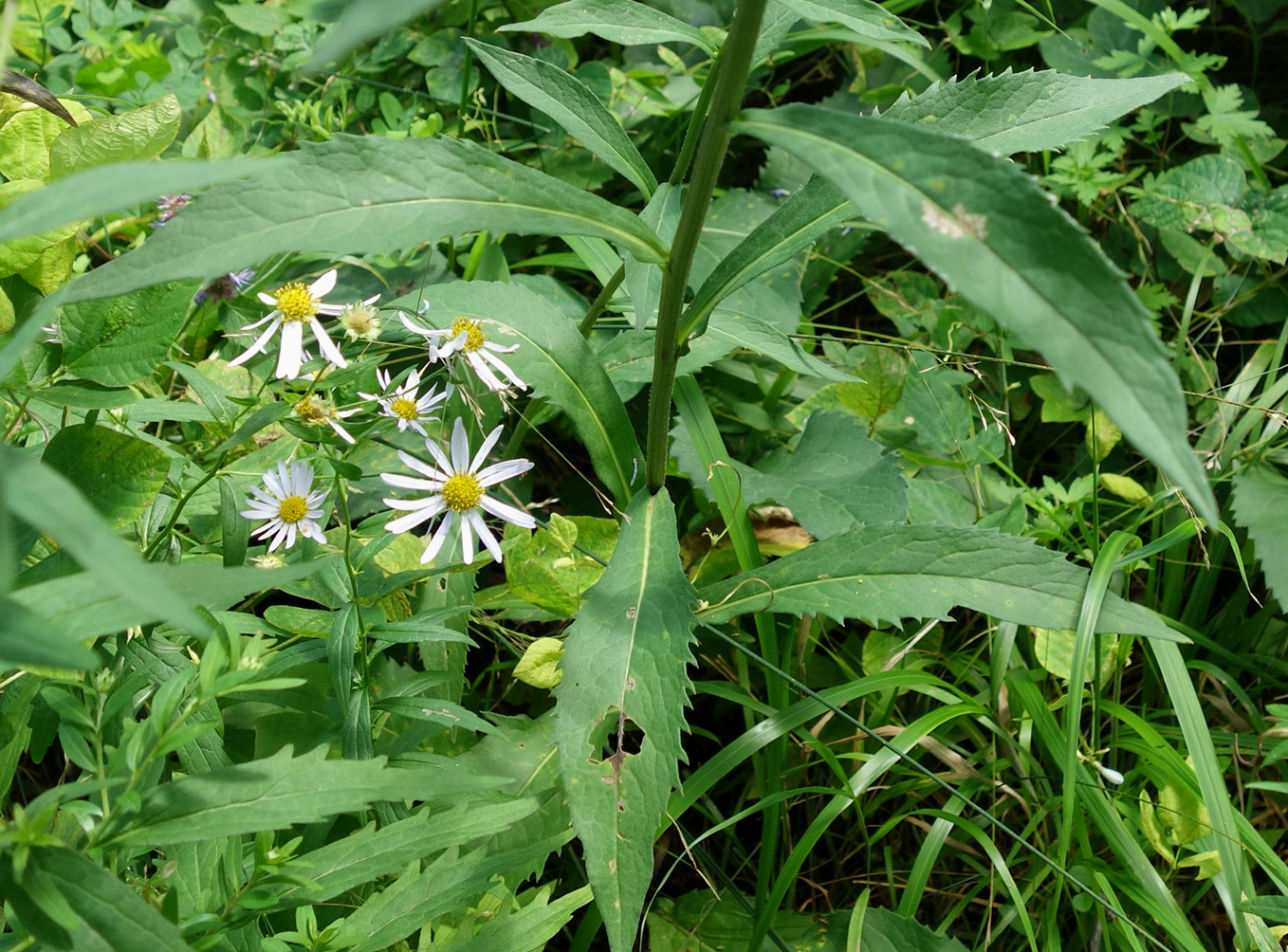 Изображение особи семейство Asteraceae.