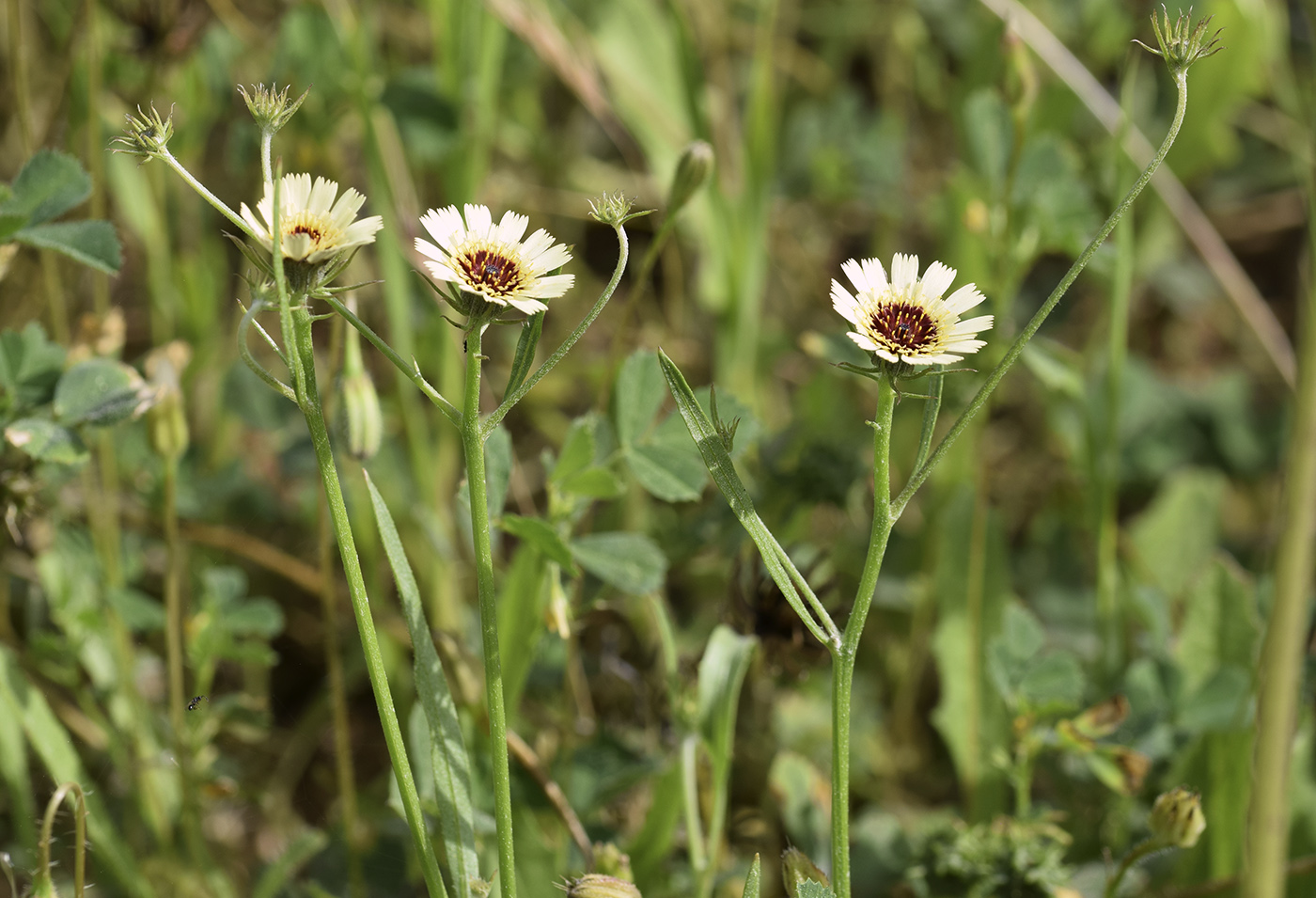 Изображение особи Tolpis umbellata.