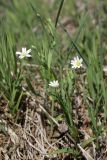 Stellaria holostea. Цветущие растения. Карельский перешеек, окр. Сертолово, берег ирригационной канавы у края леса. 10.05.2020.