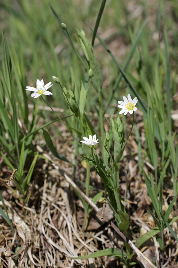 Image of Stellaria holostea specimen.