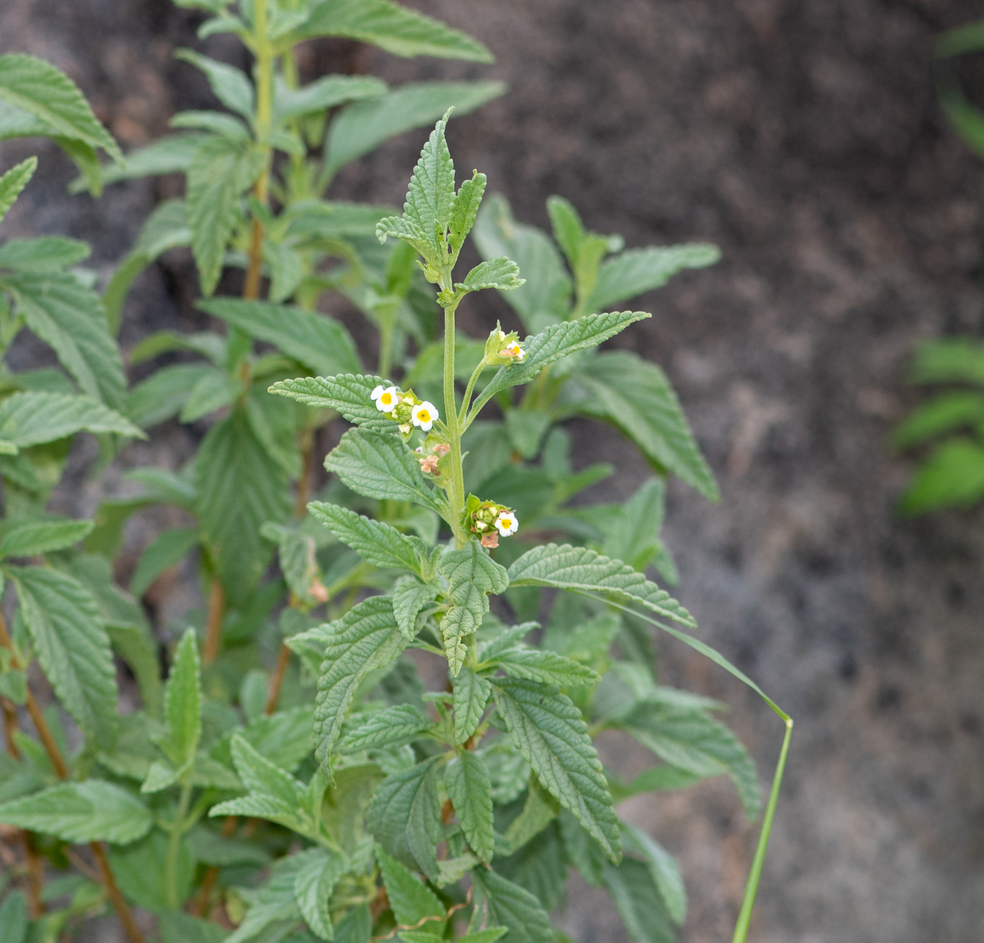 Изображение особи Lantana dinteri.