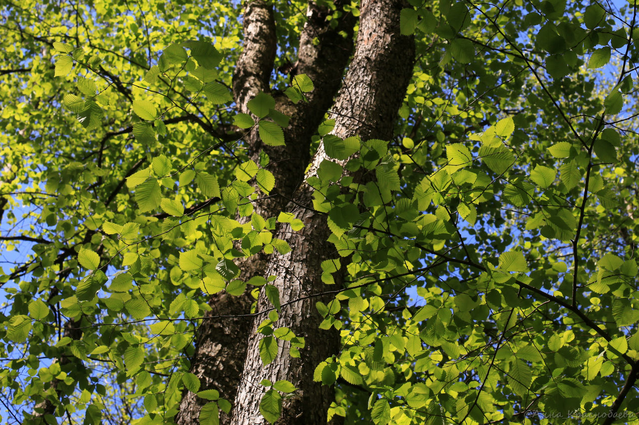 Изображение особи Ulmus laevis.