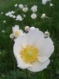 Anemone sylvestris