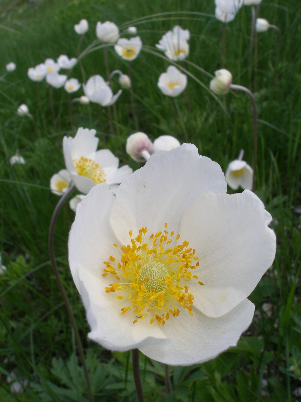 Изображение особи Anemone sylvestris.