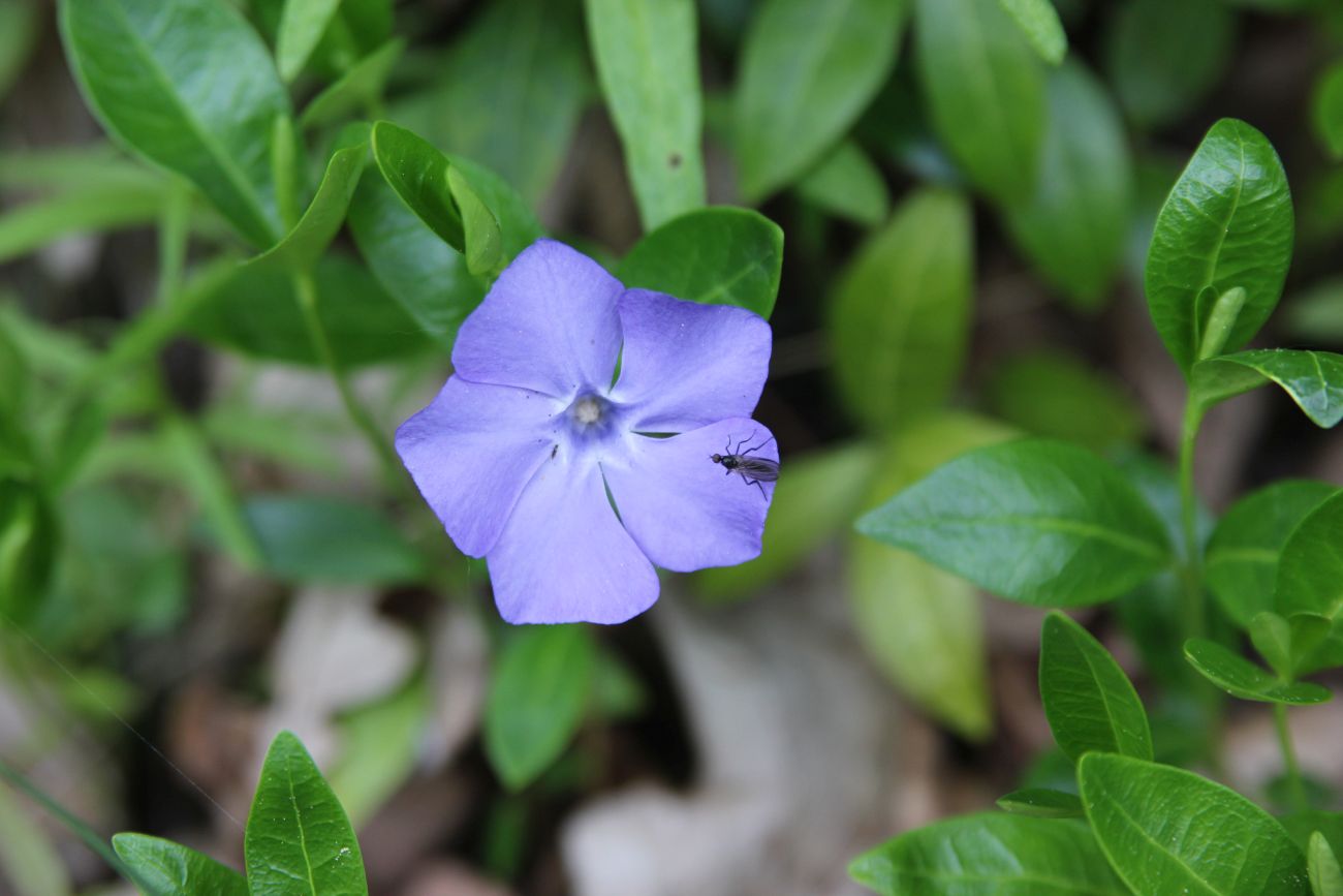 Изображение особи Vinca minor.