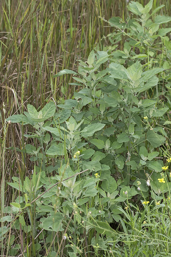 Изображение особи Chenopodium album.