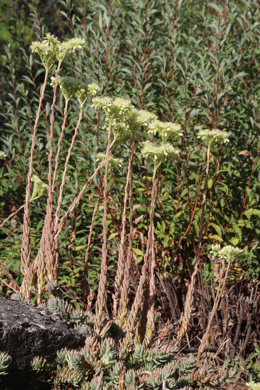 Image of Sedum sediforme specimen.