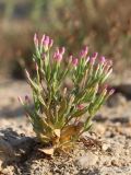 Centaurium pulchellum