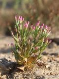 Centaurium tenuiflorum. Цветущее растение. Крым, Севастополь, пустырь (недостроенная парковая зона), берег маленького озерца. 12.07.2020.