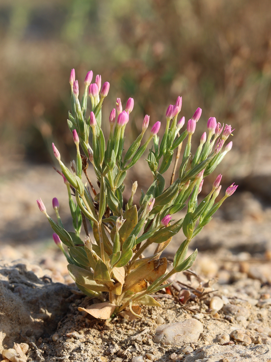 Image of Centaurium tenuiflorum specimen.