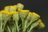 Tanacetum vulgare. Часть сложного соцветия. Крым, Бахчисарайский р-н, окр. с. Речное, пустырь (луг) между двумя садами. 24.06.2020.