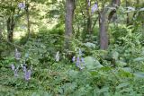 Aconitum neosachalinense