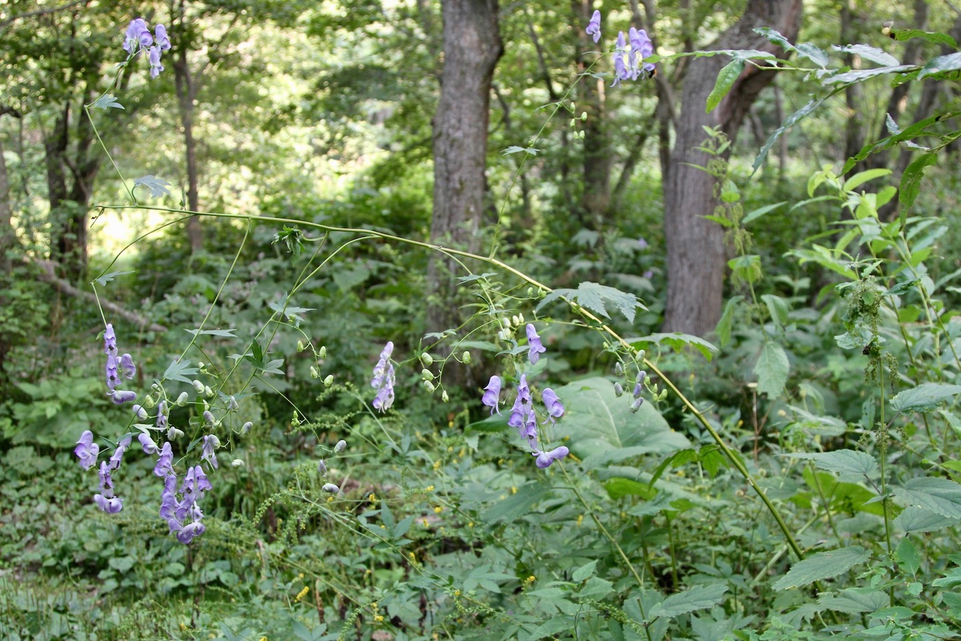 Изображение особи Aconitum neosachalinense.