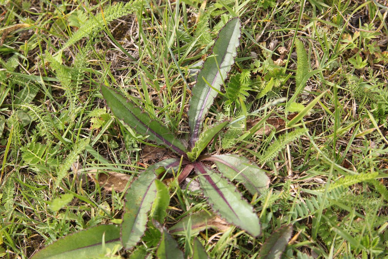 Изображение особи Cirsium esculentum.