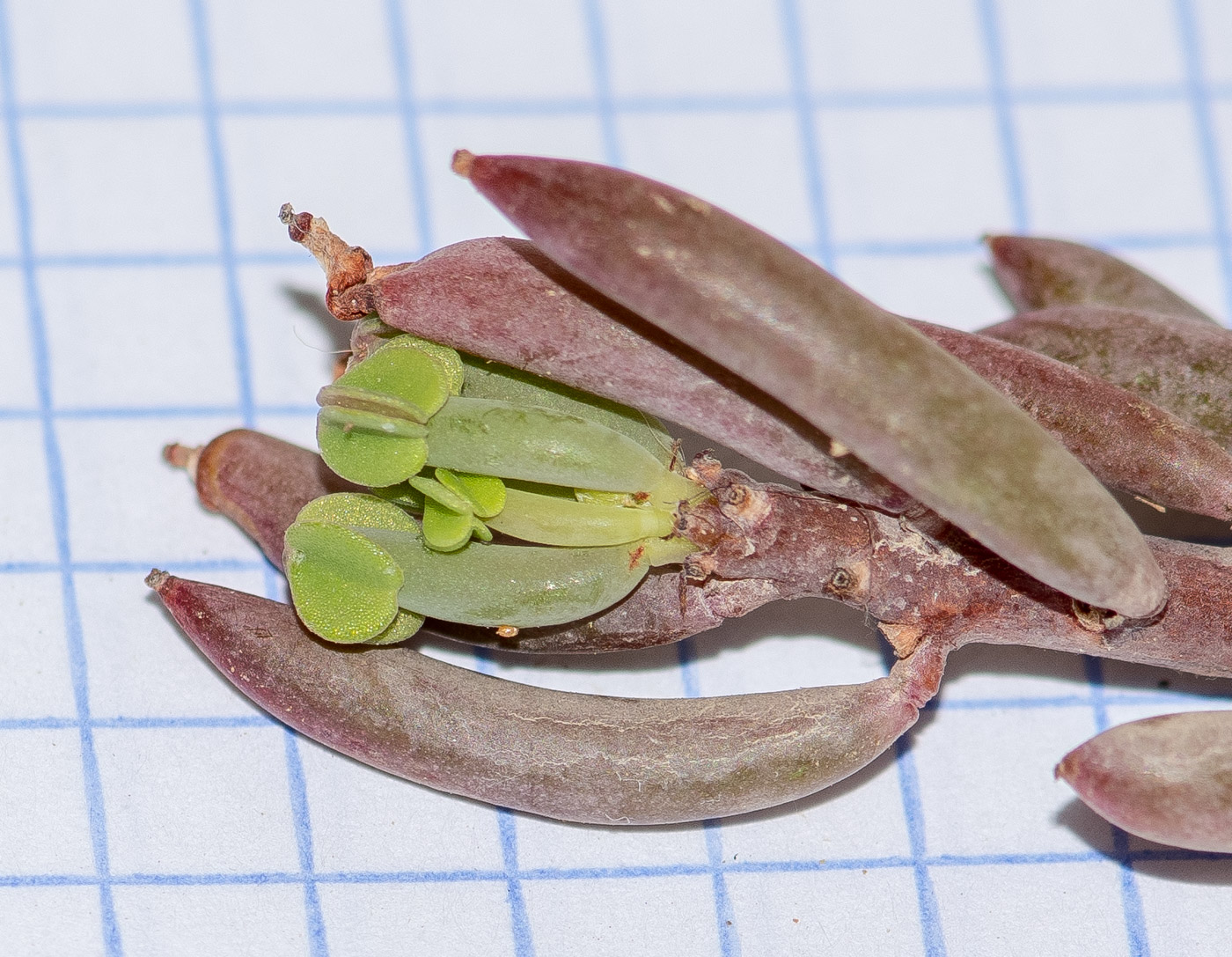 Image of genus Oxalis specimen.