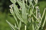 Epilobium fastigiato-ramosum