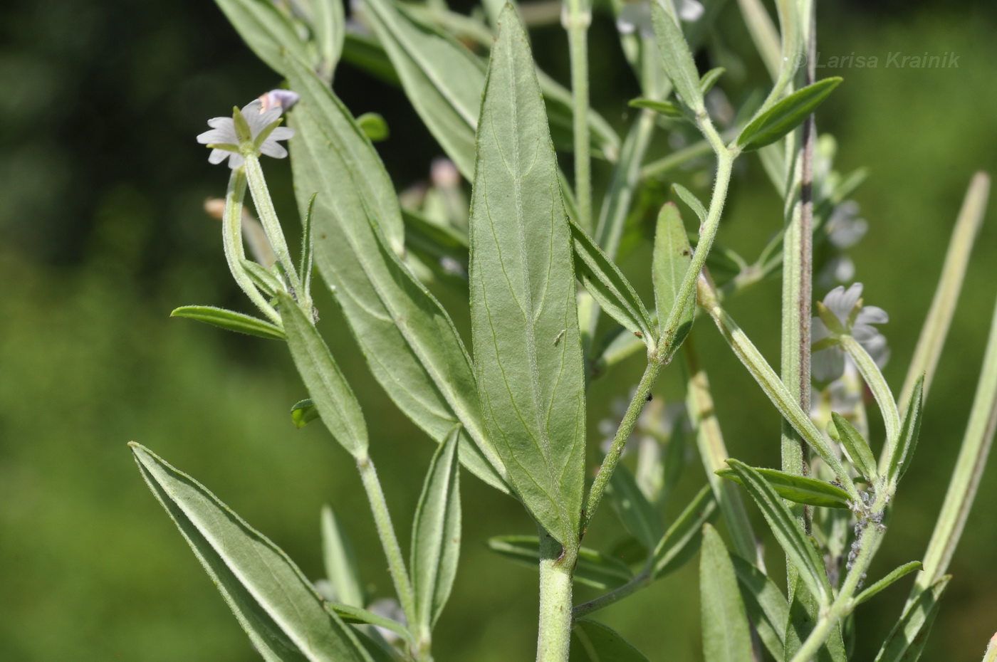 Image of Epilobium fastigiato-ramosum specimen.