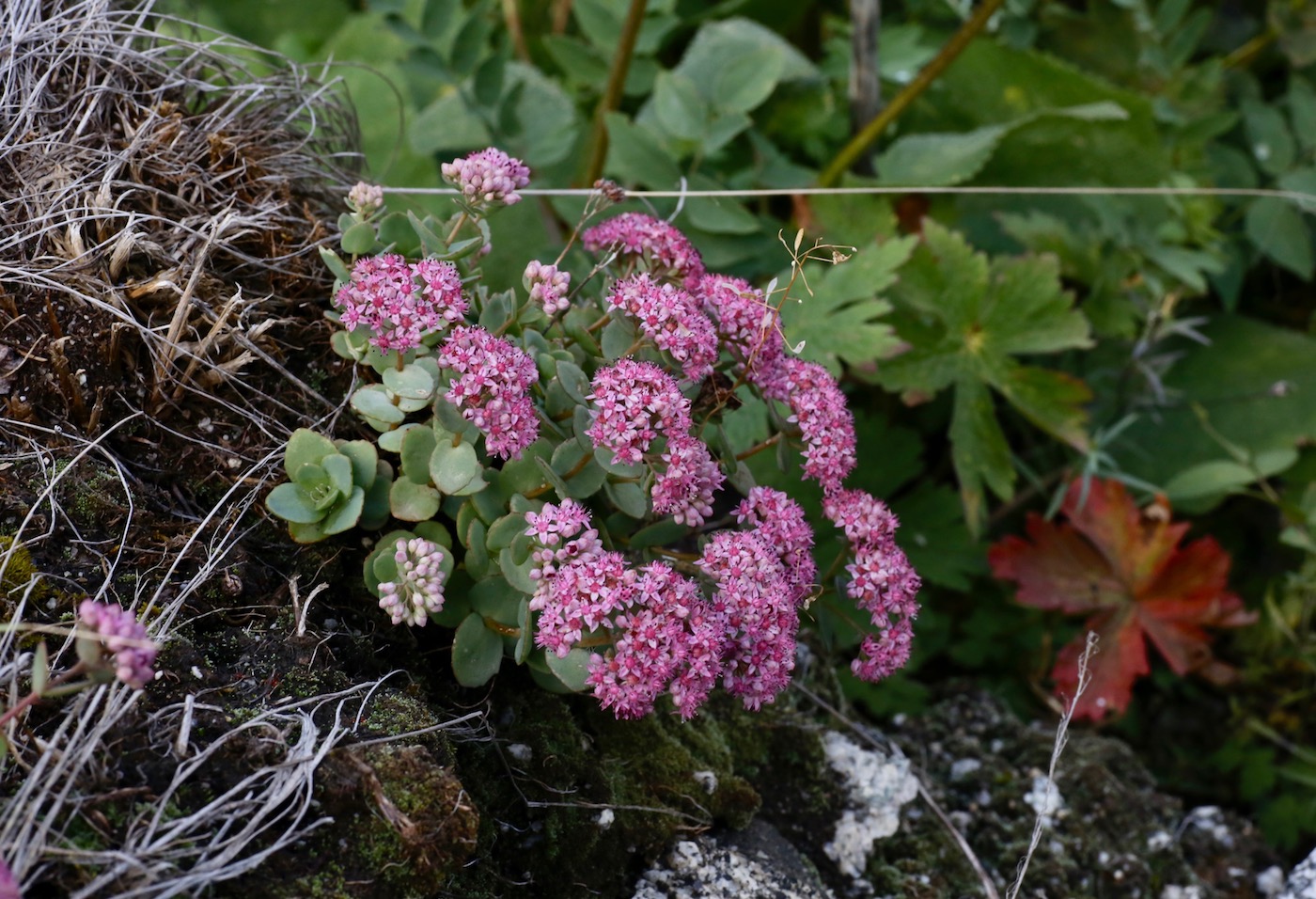 Изображение особи Hylotelephium ewersii.