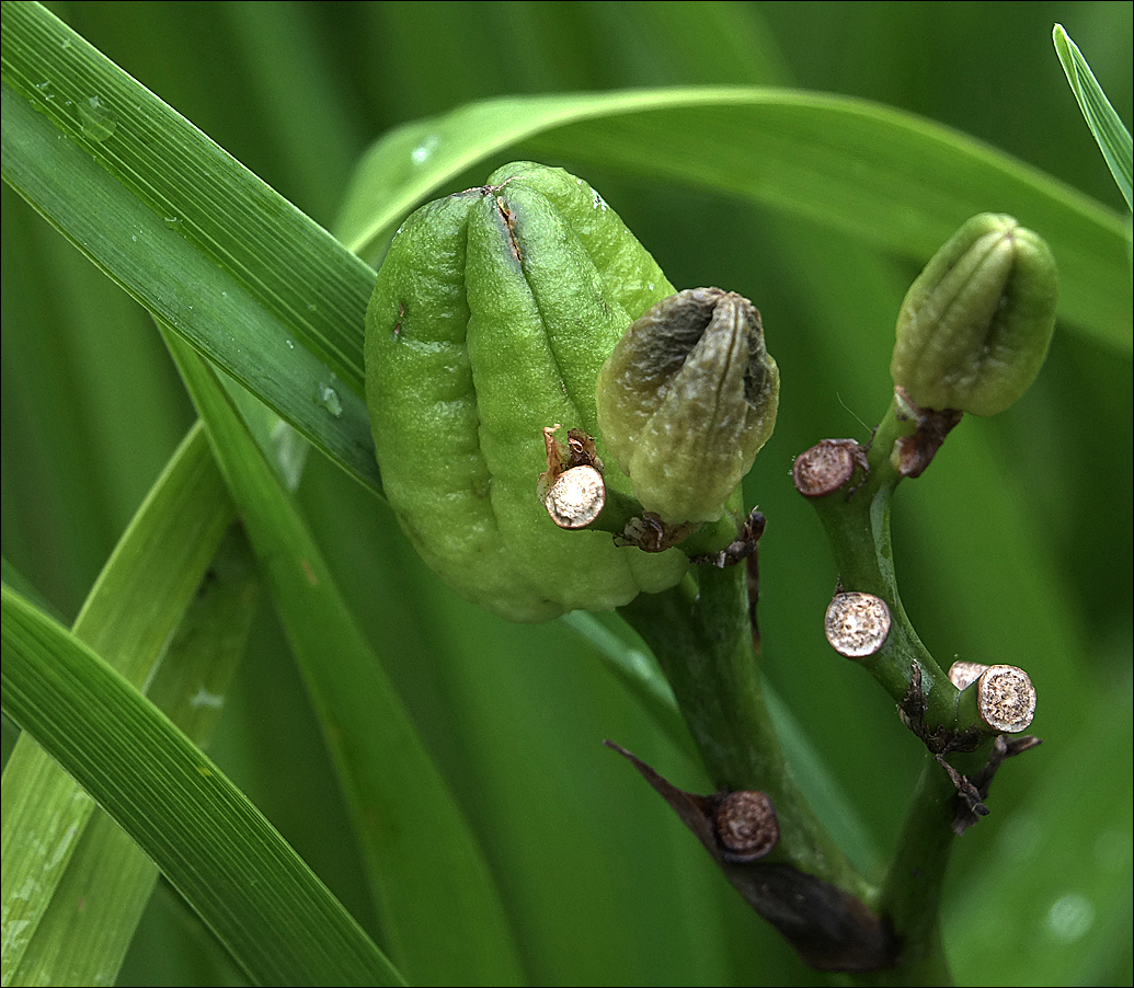 Image of Hemerocallis &times; hybrida specimen.