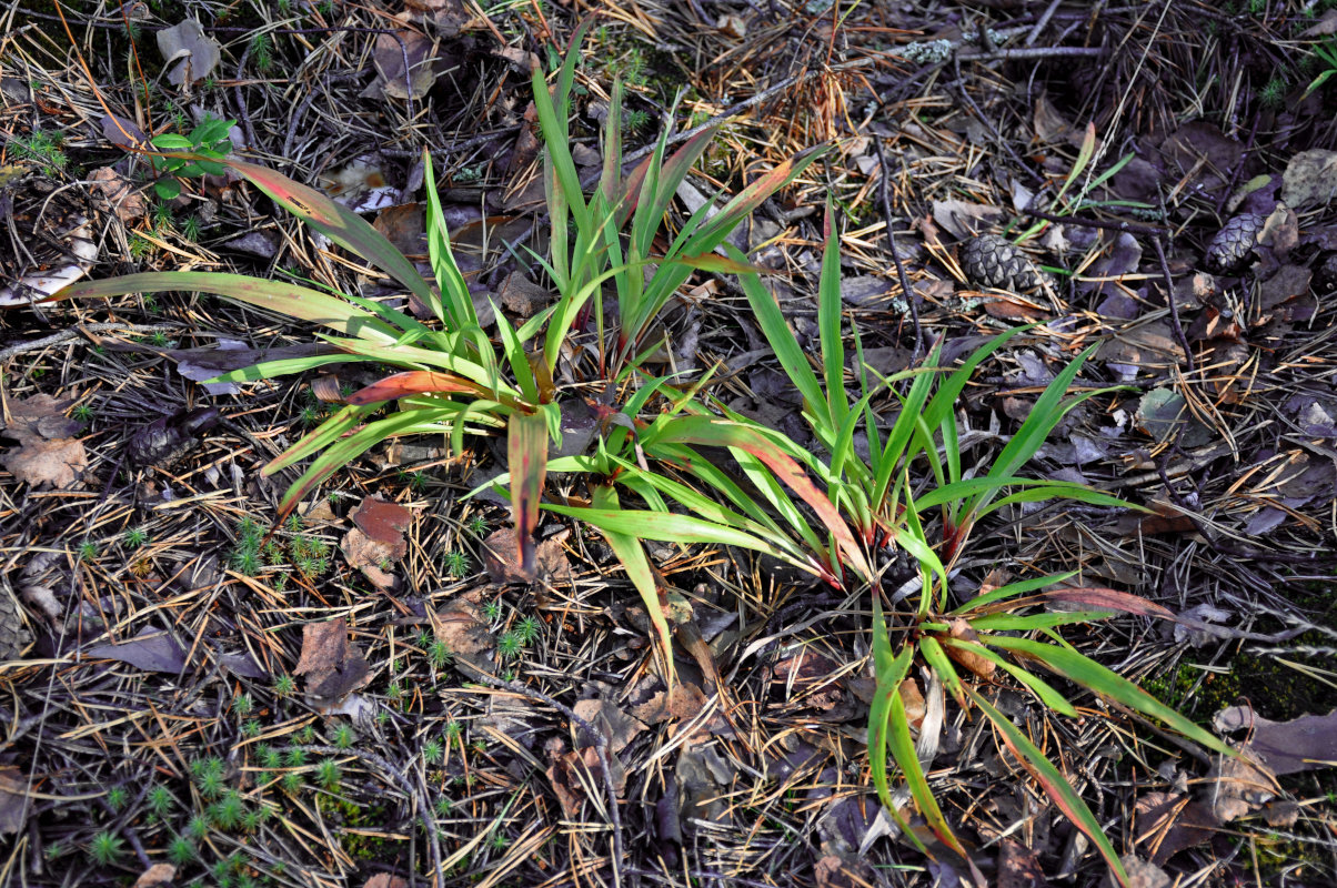 Image of Luzula pilosa specimen.