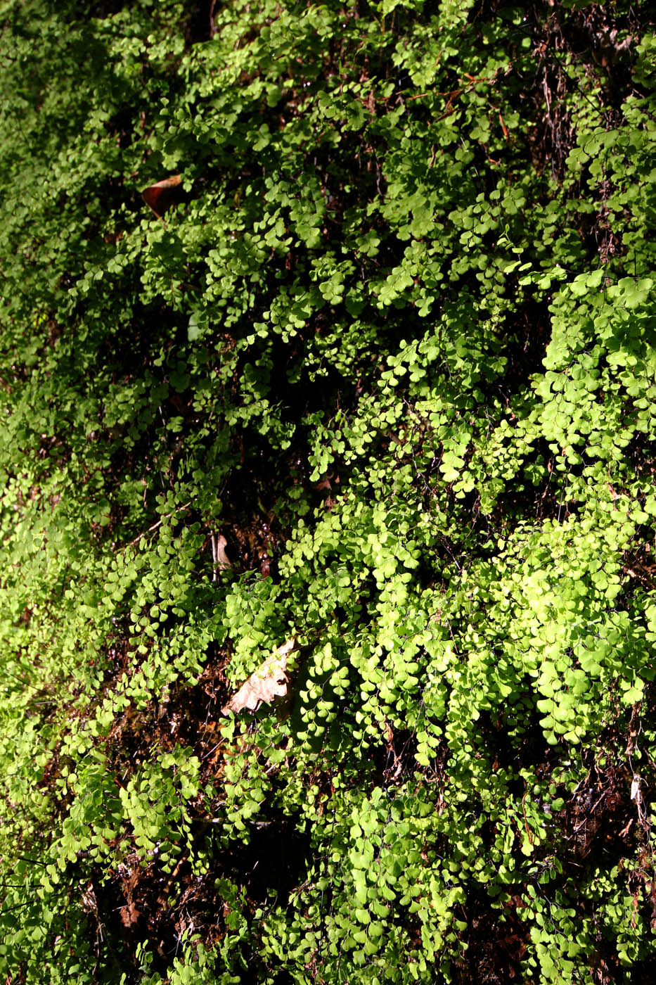 Image of Adiantum capillus-veneris specimen.