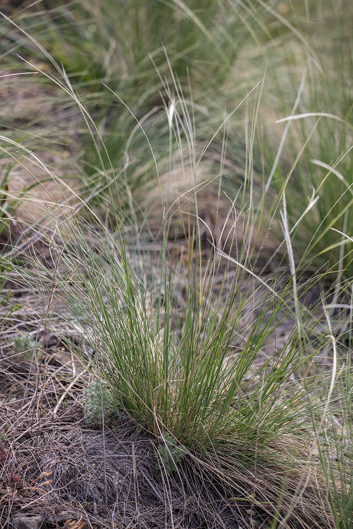 Изображение особи род Stipa.