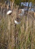 Cirsium vulgare. Верхушка усыхающего плодоносящего растения (вокруг видны сухие соплодия Calamagrostis epigeios). Тульская обл., Узловский р-н, Романцевские горы, опушка березняка на берегу карьера. 03.10.2020.