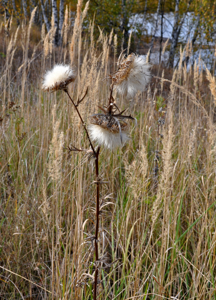 Image of Cirsium vulgare specimen.