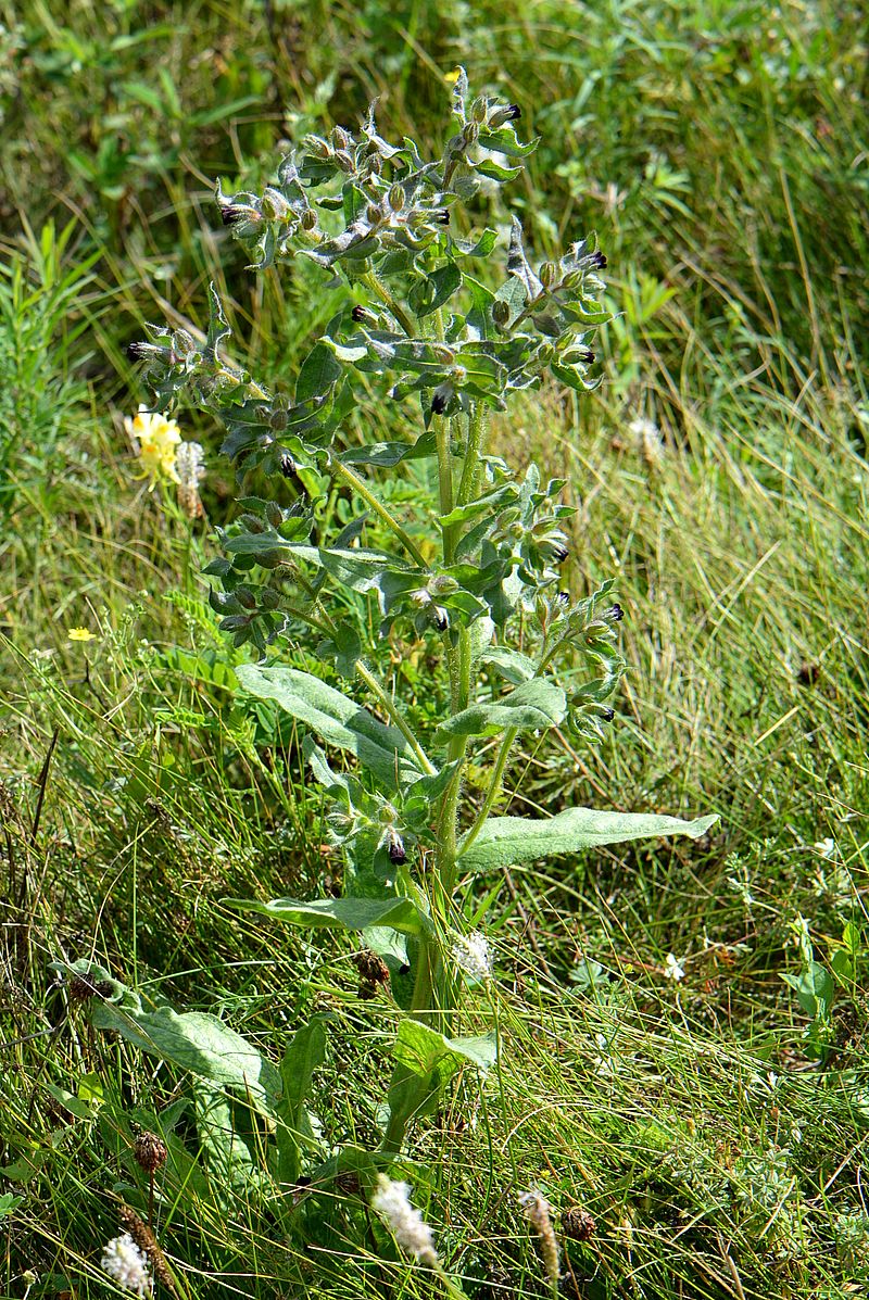 Image of Nonea rossica specimen.