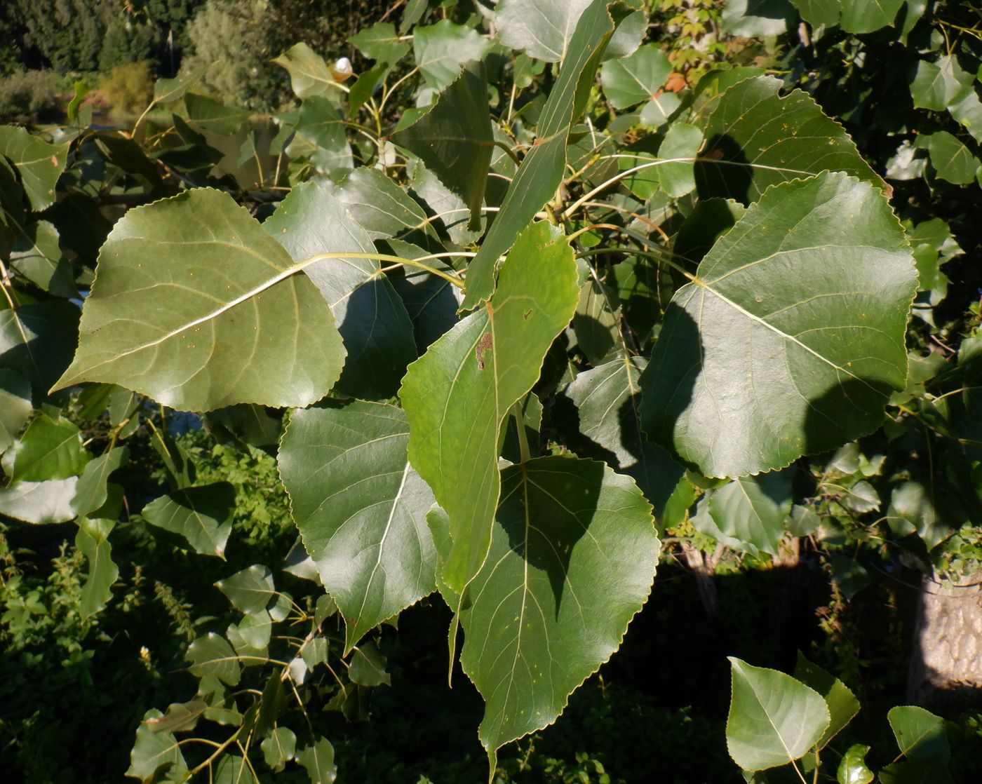 Изображение особи Populus &times; canadensis.