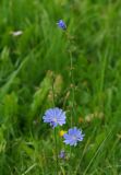 Cichorium intybus