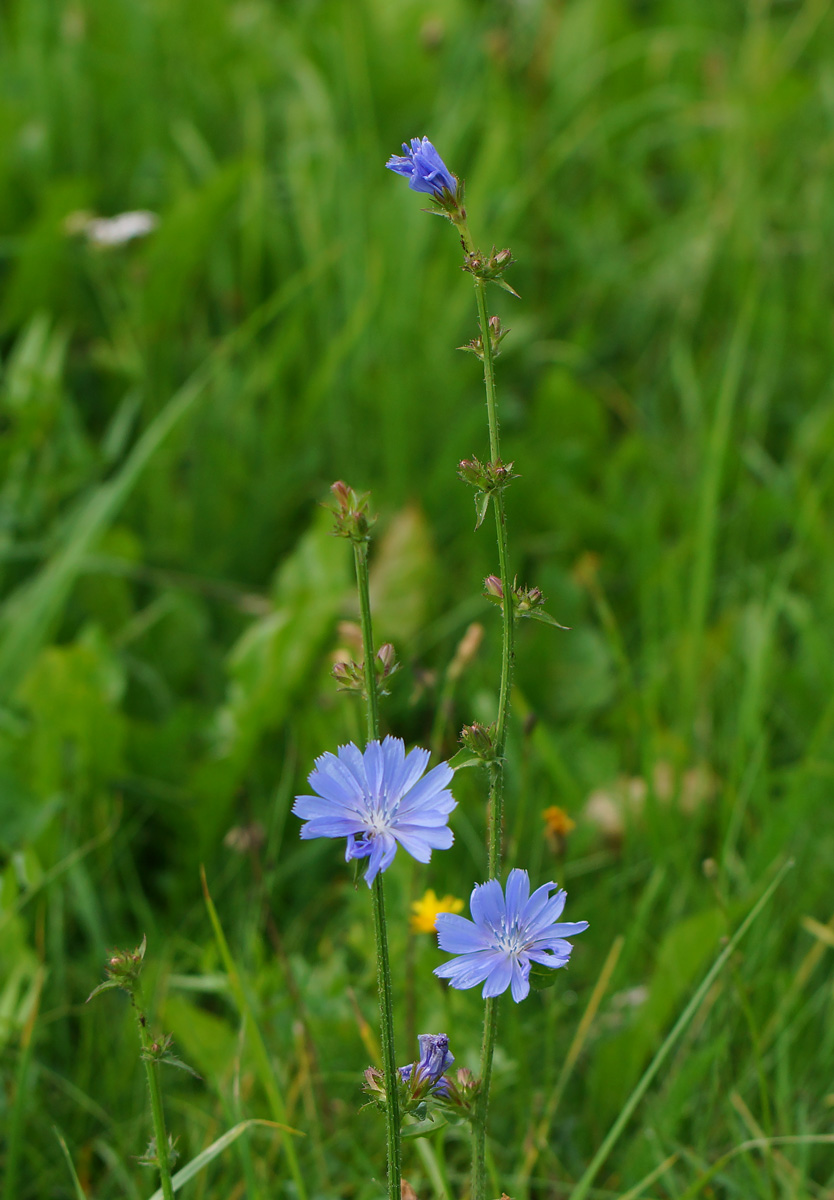 Image of Cichorium intybus specimen.