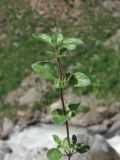 genus Origanum
