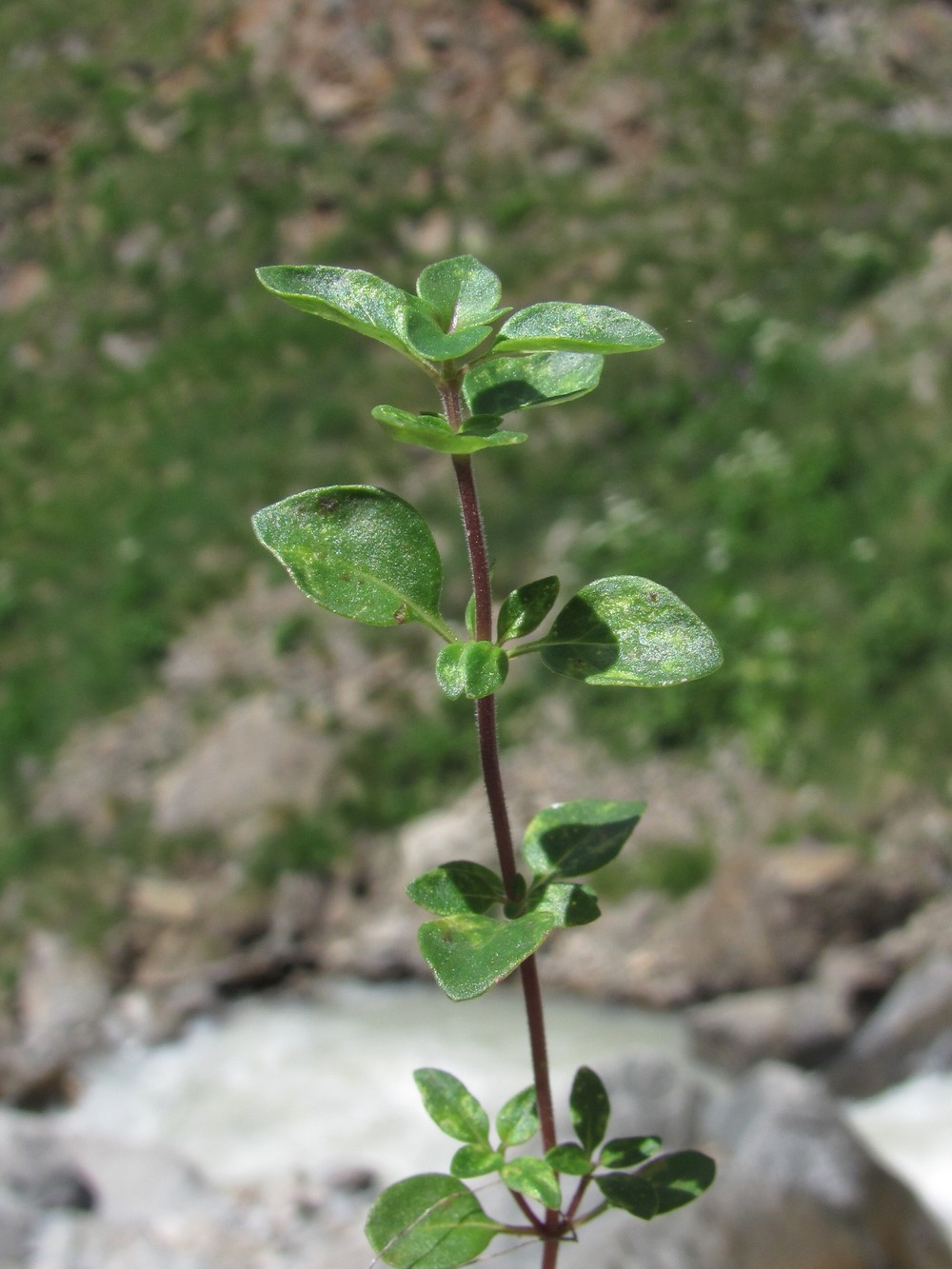 Image of genus Origanum specimen.