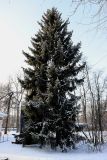 Picea asperata. Взрослое растение. Санкт-Петербург, Петроградский р-н, Ботанический сад им. Петра Великого, в культуре. 06.01.2021.